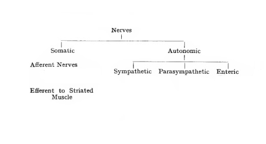 autonomic nervous system - psychology concepts