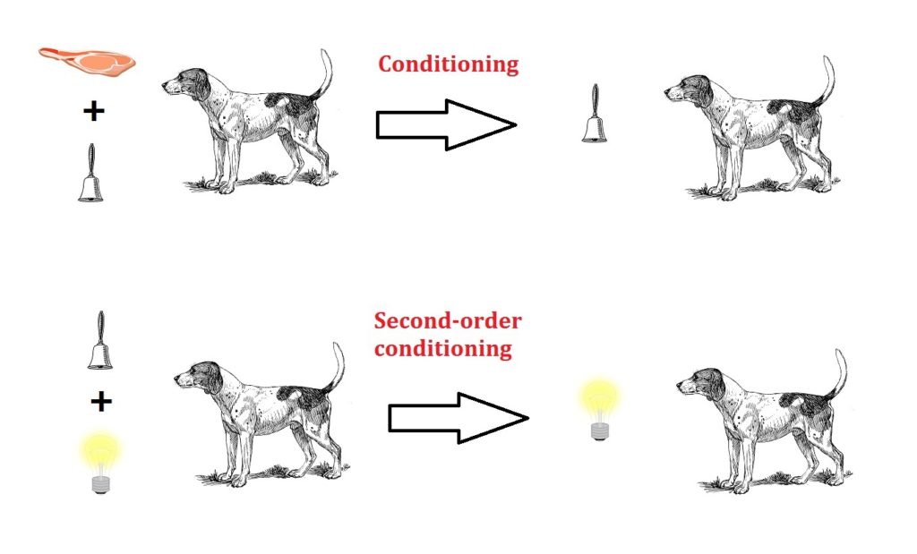 Higher order Conditioning Or Second order Conditioning Psychology 