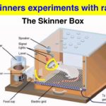 Skinner Box Experiments or Operant Chamber Experiments